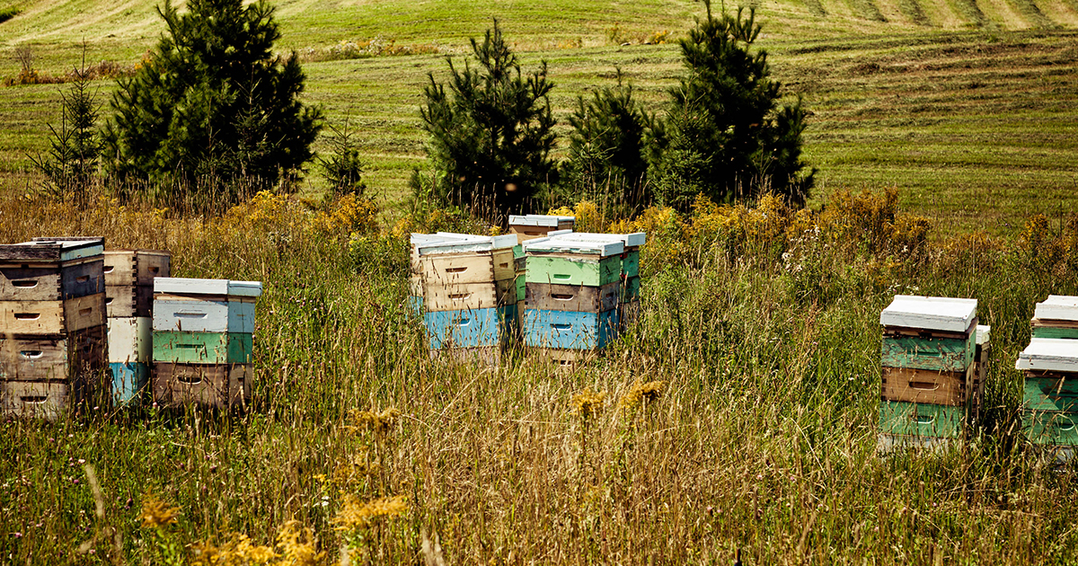 L'organisation physique de la ruche – Miels d'Anicet