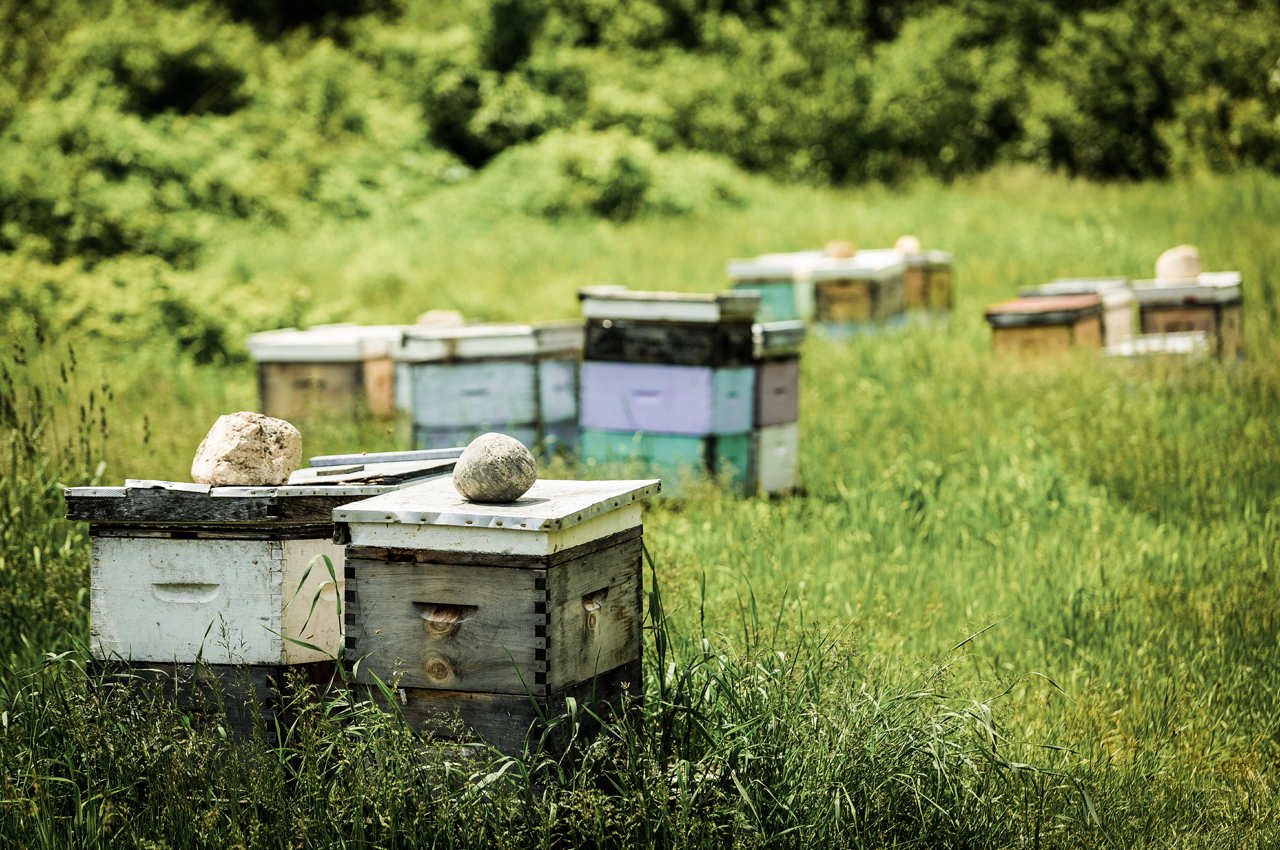 Une ruche d'intérieur pour jouer à l'apiculteur - BEEcosystem