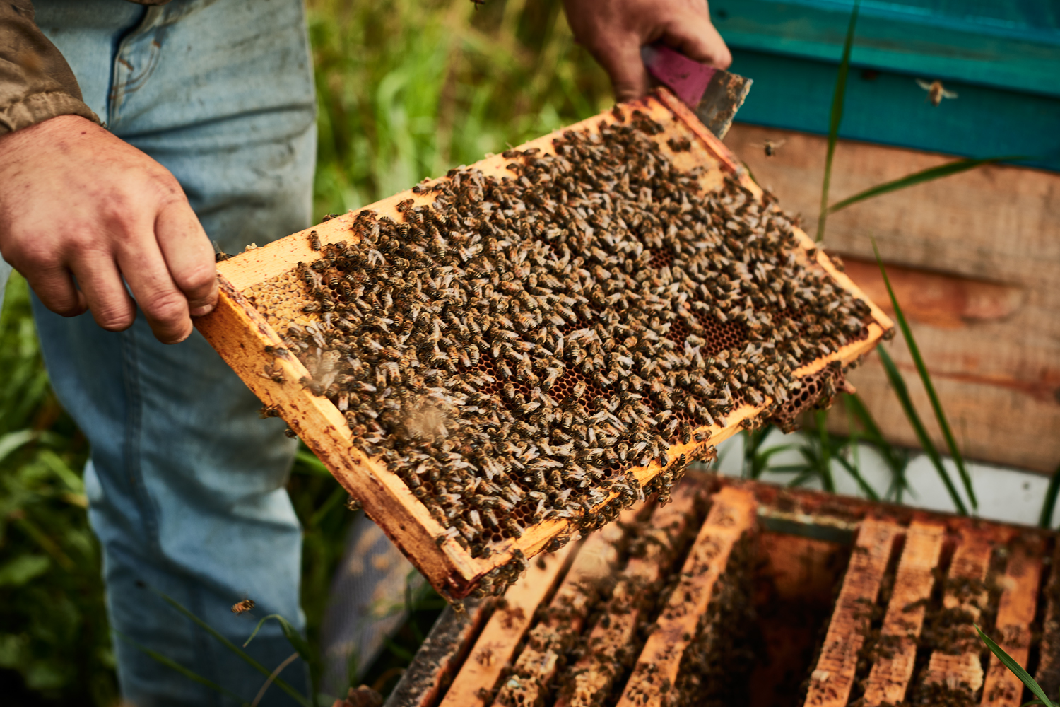 L'apiculteur Place La Ruche Un Nouveau Cadre Pour Le Miel Nid D'abeilles  Image stock - Image du ferme, cadre: 90112681